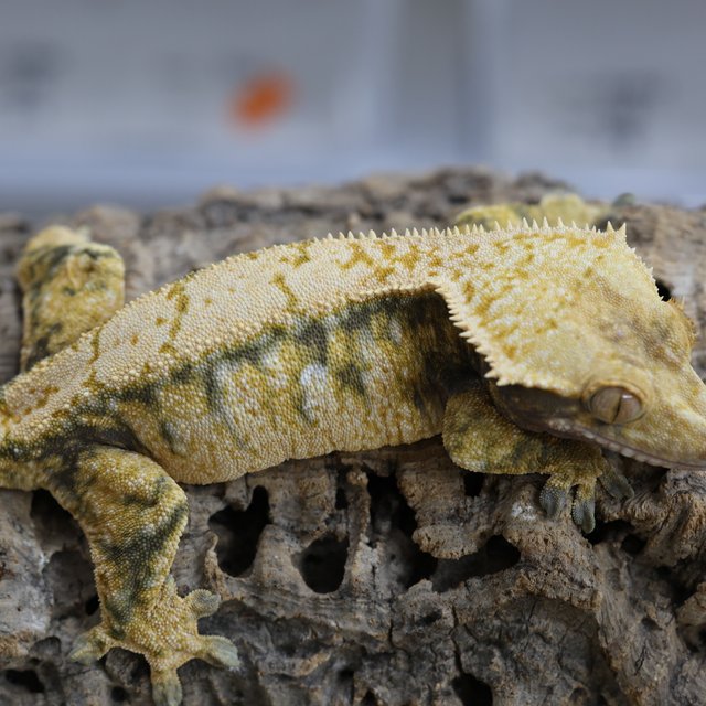 노멀 트라이 화이트스팟