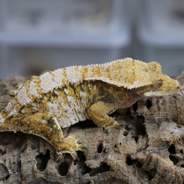 노멀 트라이 텐저린