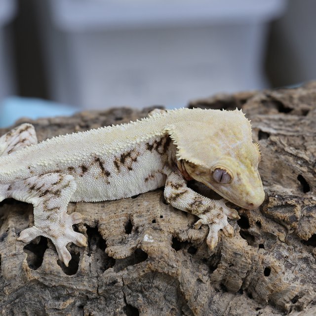 릴리화이트 초초