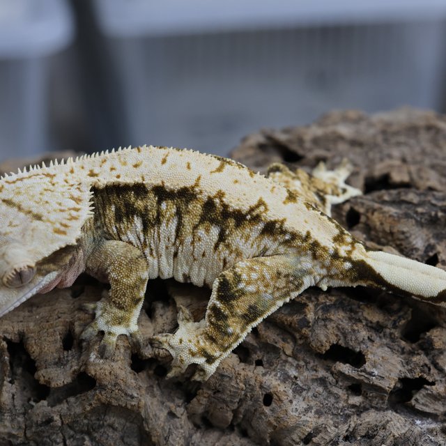 노멀 트라이 텐저린