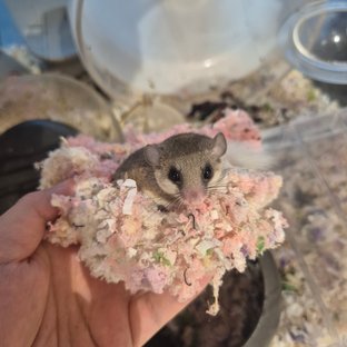 노말