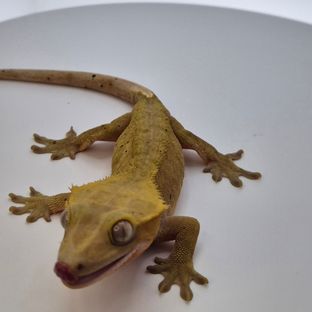 하이포