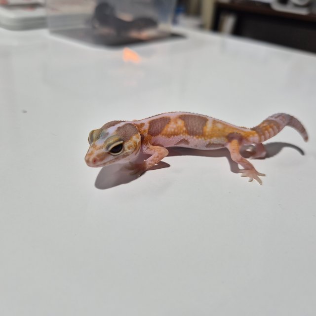 화이트아웃 아멜라니스틱