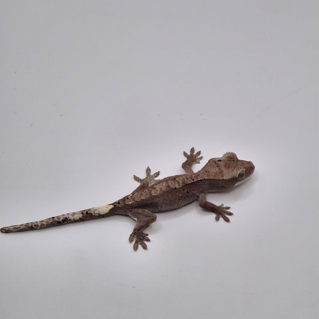 아잔틱