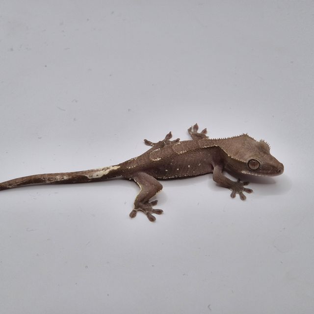 아잔틱