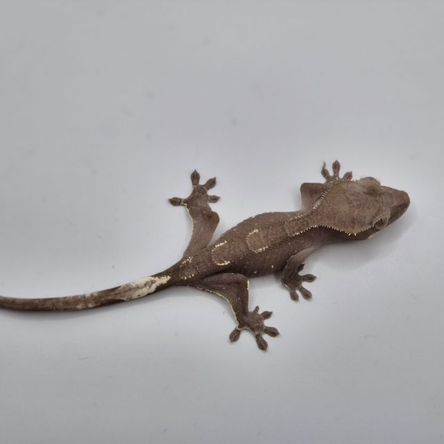 아잔틱