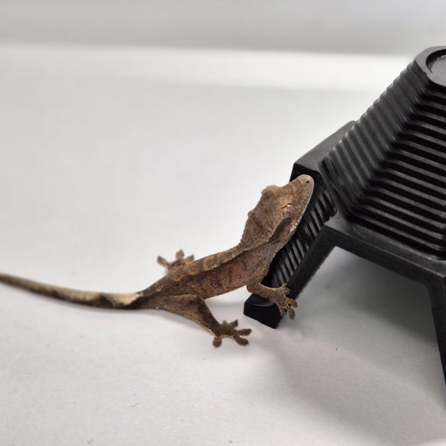 챠콜 다크 팬텀 벅스킨