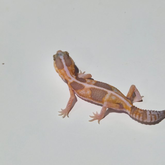 화이트아웃 아멜라니스틱