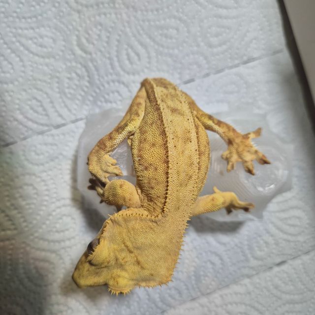 크림시클