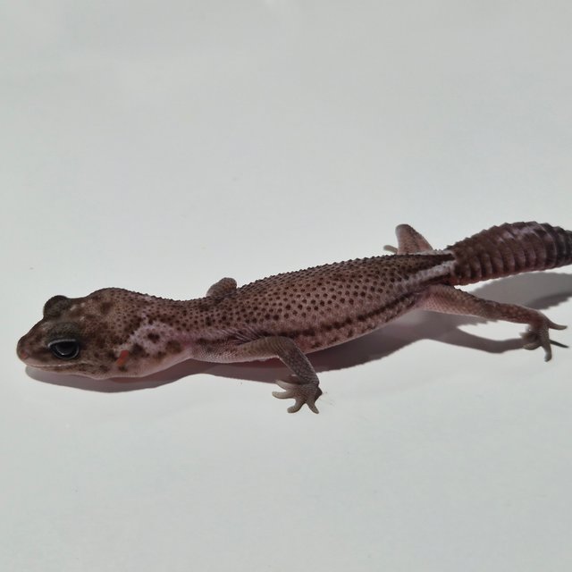 오레오 패턴리스