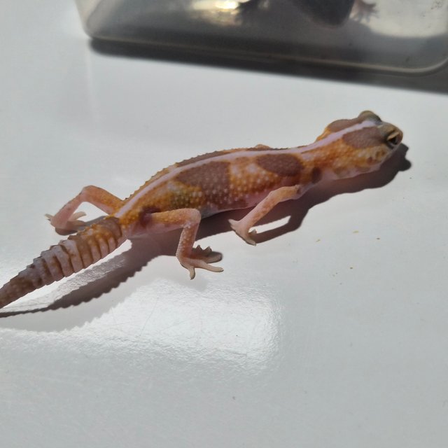 화이트아웃 아멜라니스틱