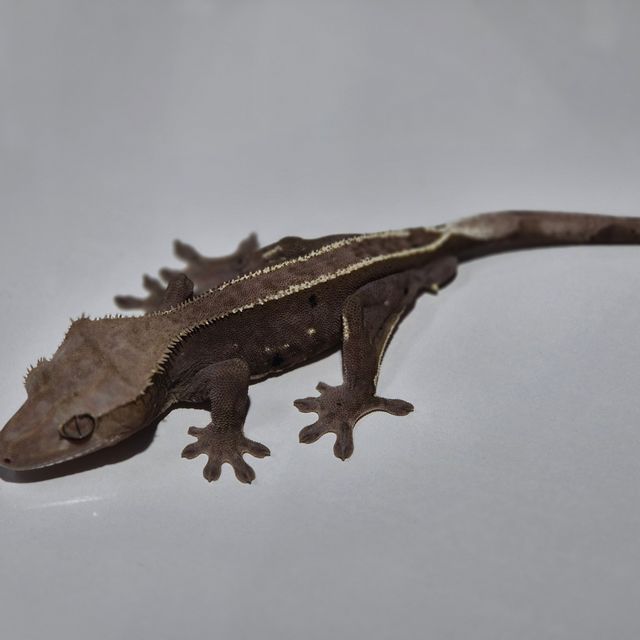 아잔틱