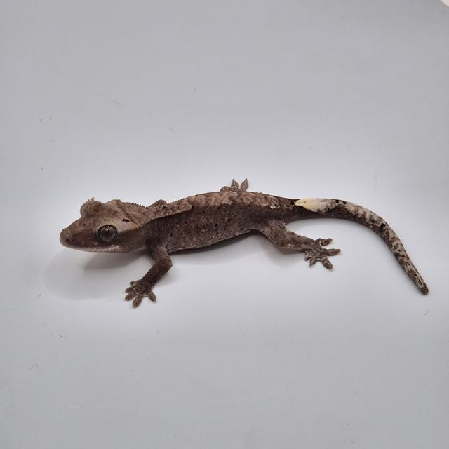 아잔틱