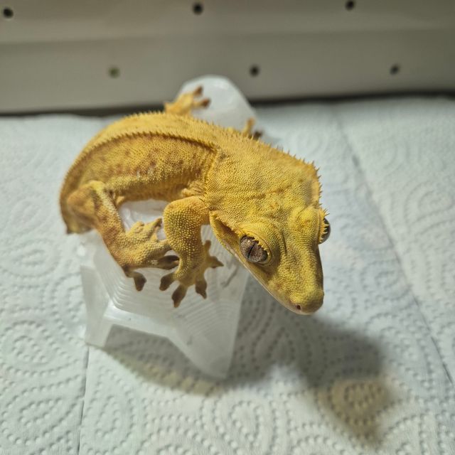 크림시클