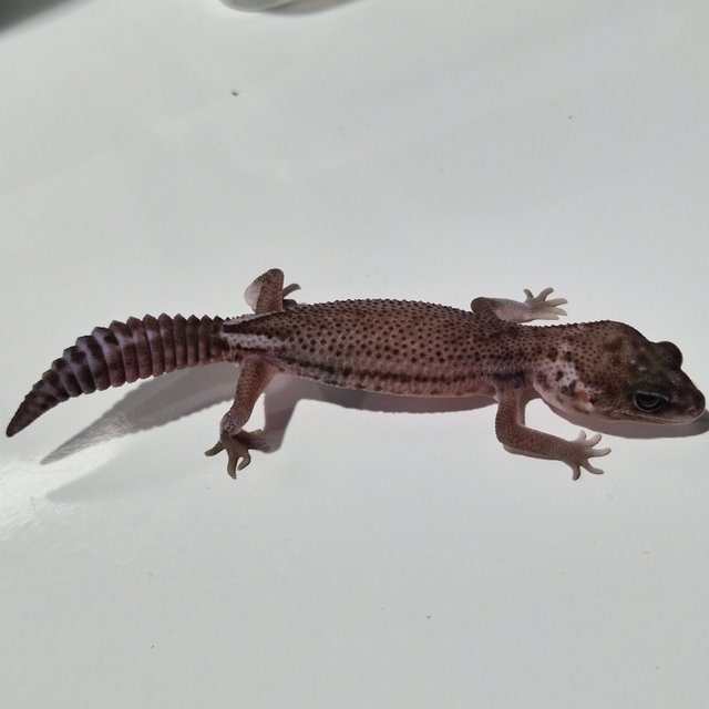 오레오 패턴리스