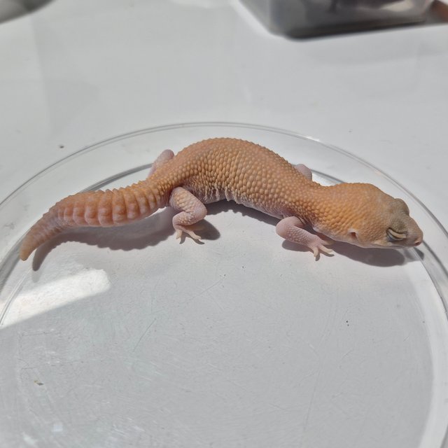 아멜라니스틱 패턴리스