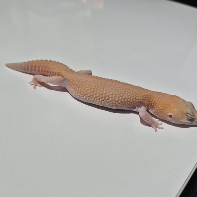 아멜라니스틱 패턴리스