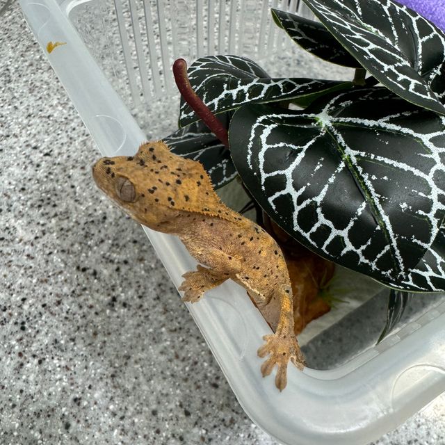 슈퍼달마시안