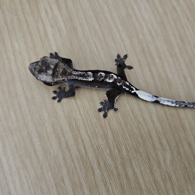 아잔틱