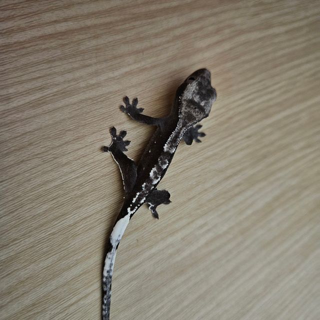 아잔틱
