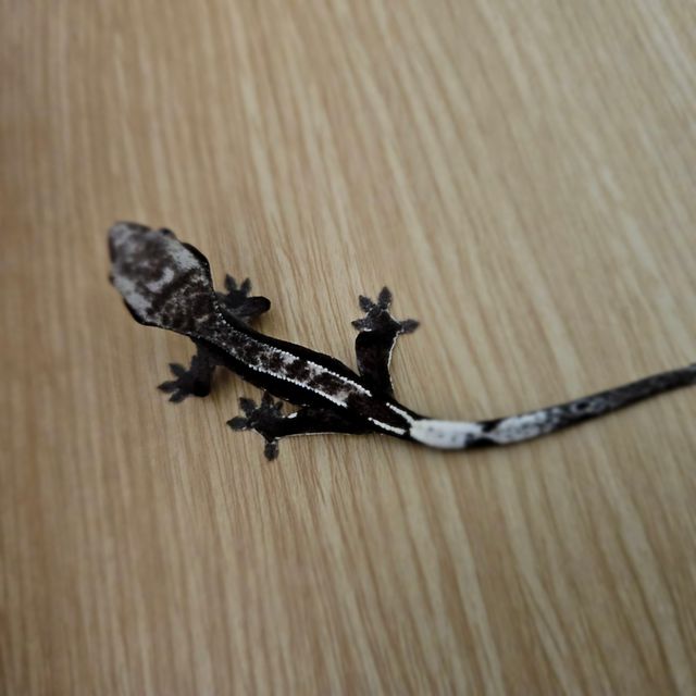 아잔틱