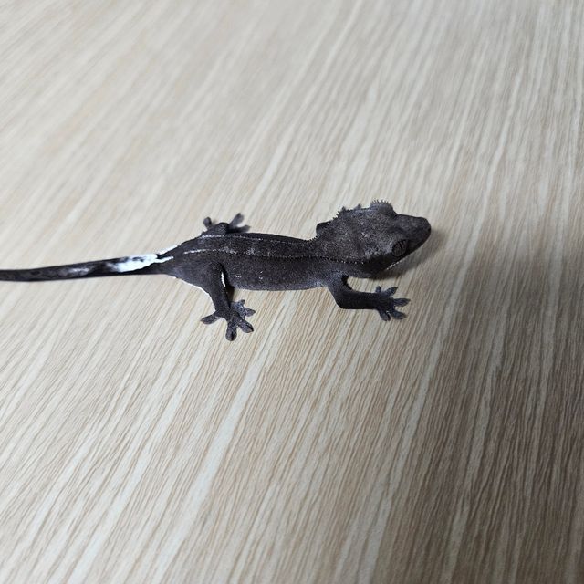 아잔틱