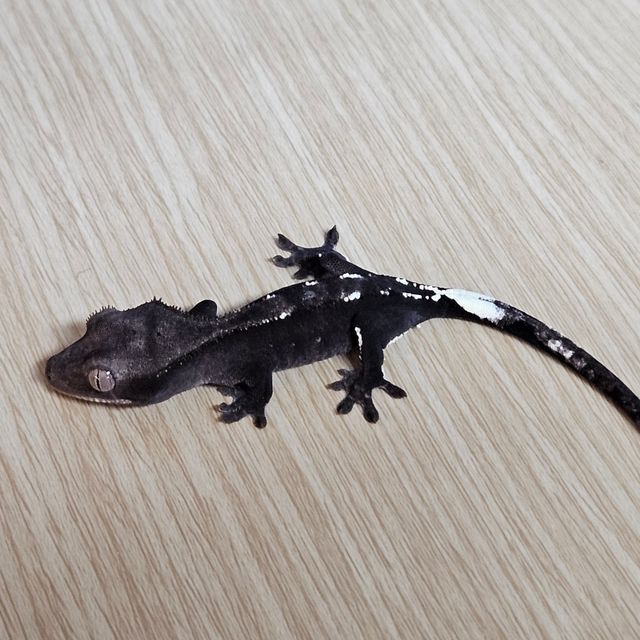 아잔틱