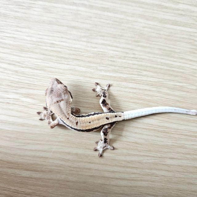 릴리화이트 세이블