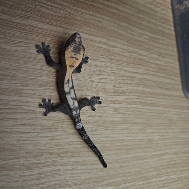 슈퍼 세이블