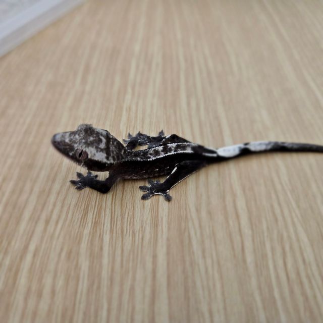 아잔틱