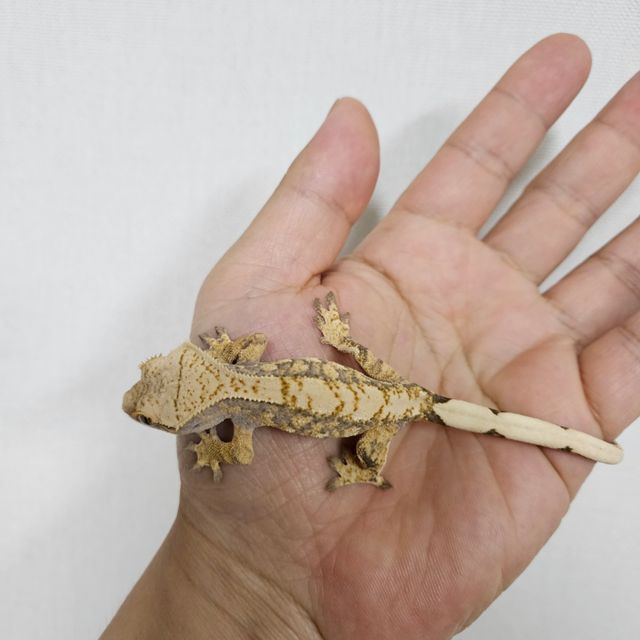 익스트림할리퀸