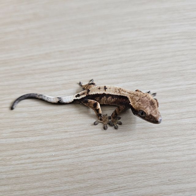 세이블