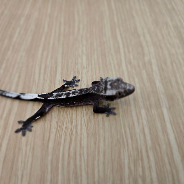 아잔틱