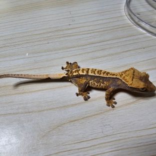 노멀