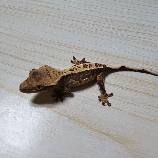 노멀 트라이
