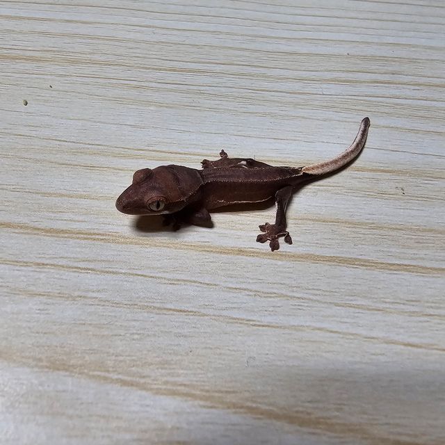 레드 팬텀 릴리화이트