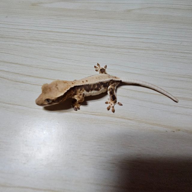 릴리화이트