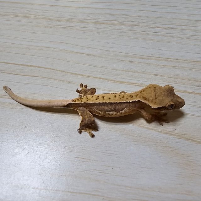 노멀