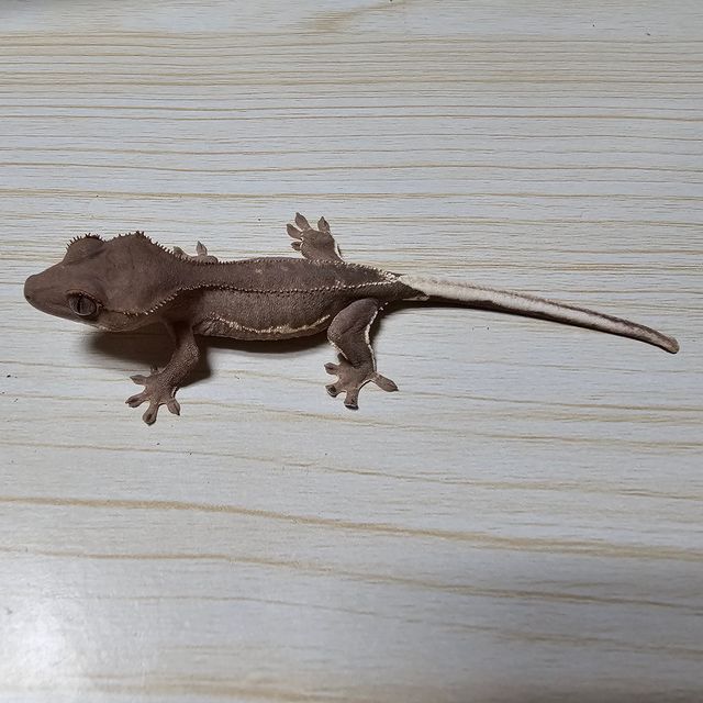 레드 팬텀 릴리화이트