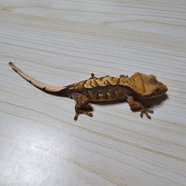트라이 익스트림할리퀸 노멀