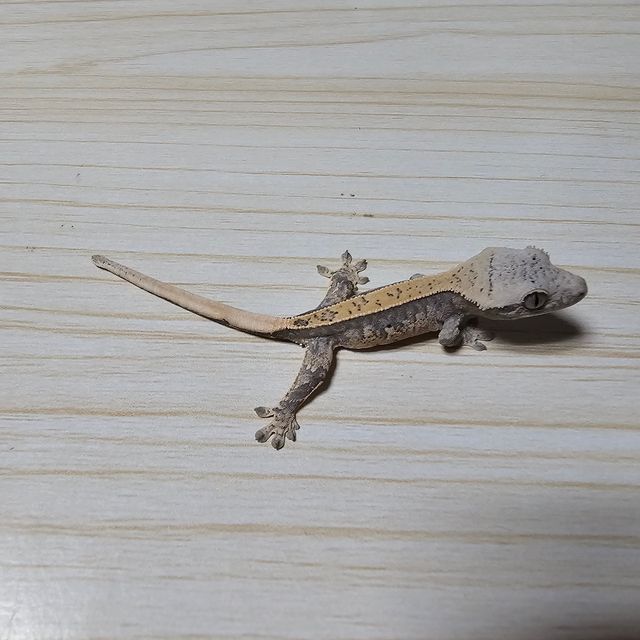 노멀