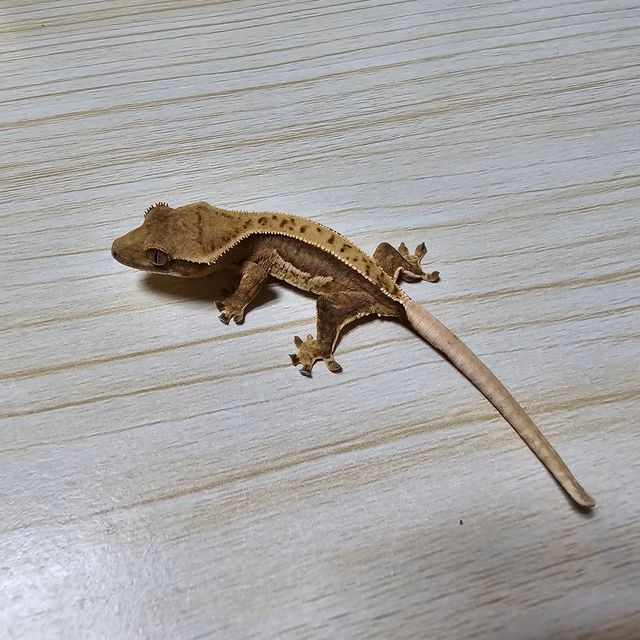 노멀