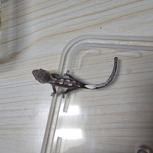 아잔틱