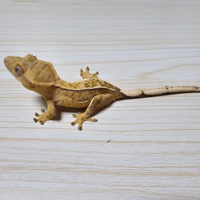 크림 크림시클