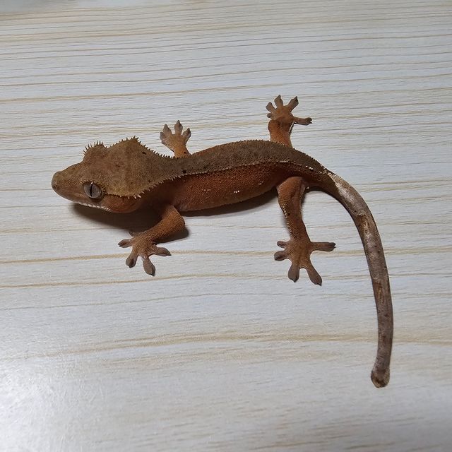 레드 바이