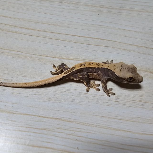 노멀