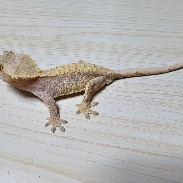 100%헷아잔틱
