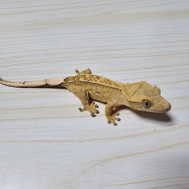 크림 크림시클