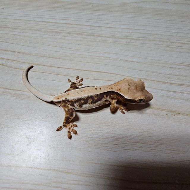 릴리화이트