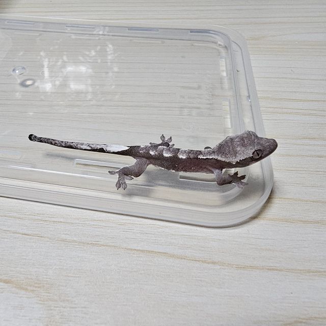 아잔틱
